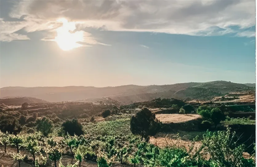 Vineyard - 13480, photo 2