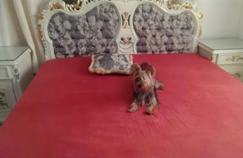 3 bedroom villa - 14979, photo 6