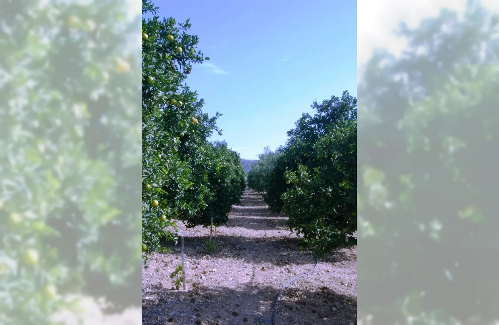 Land for sale - 11791