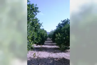 Limassol Property Agricultural Land with Plantation Land in Apesia, Limassol - 11791