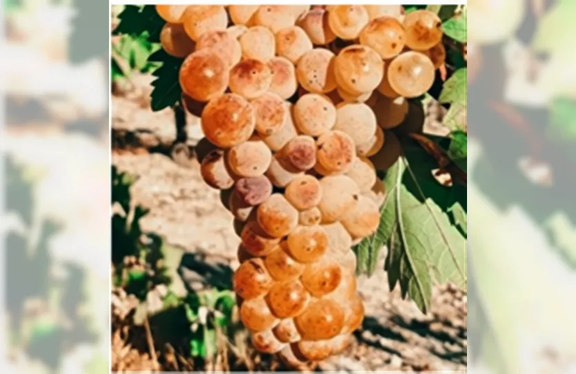 Vineyard - 13480, photo 3