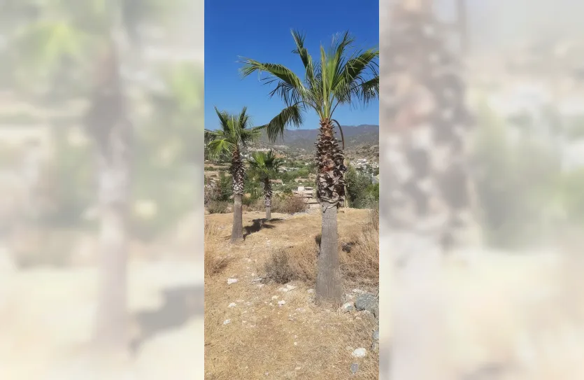 Plot - 13781, photo 7