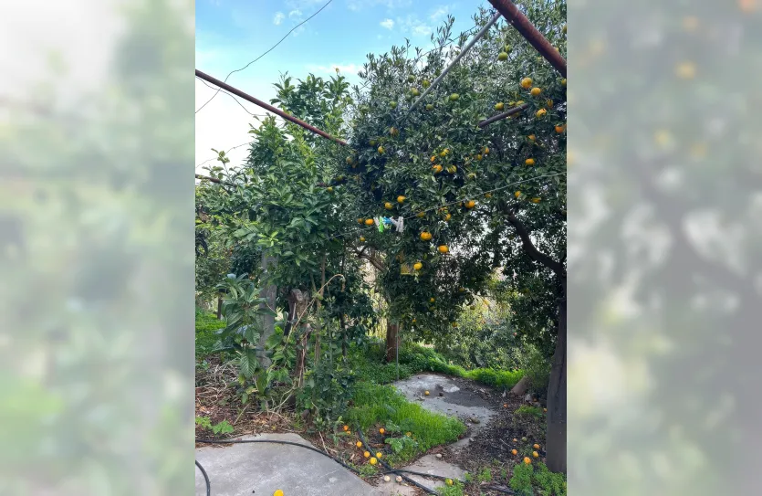 Участок с традиционным домом - 16269, photo 22